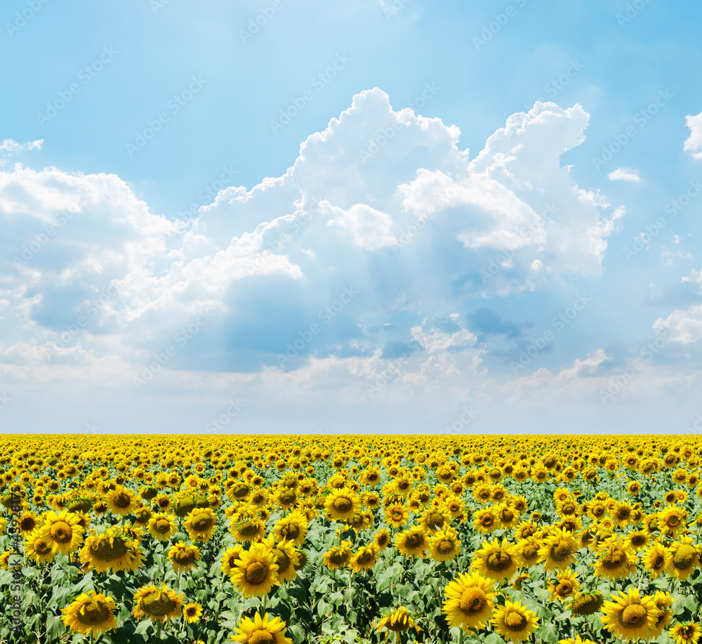 Obraz premium cloudy sky over field with sunflowers