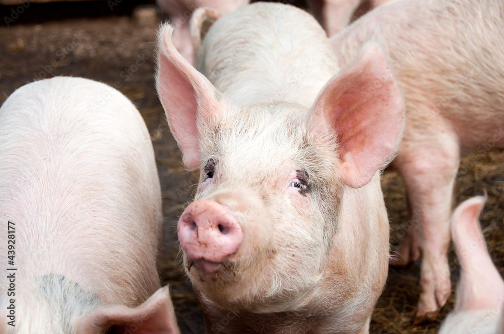Pigs in Pig Sty Pigs in Pig Sty
