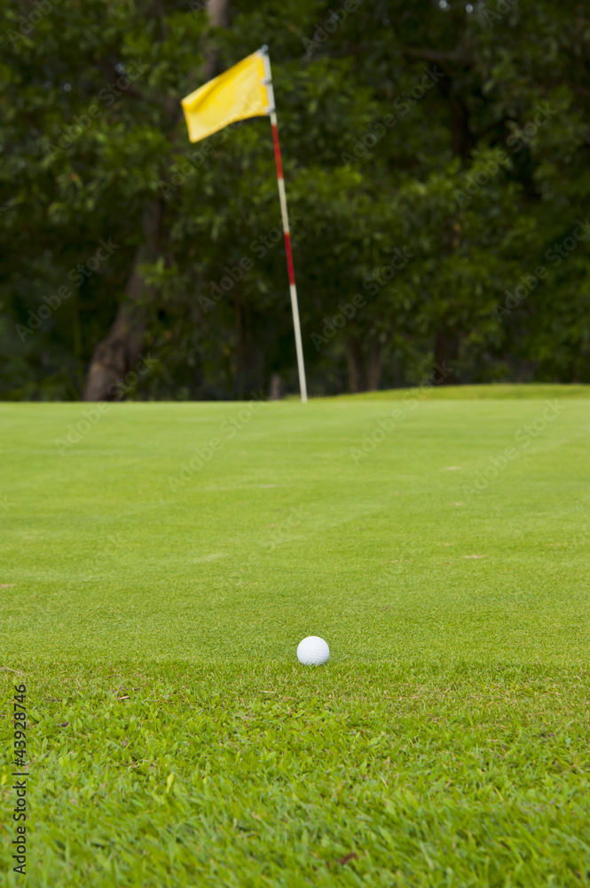 Obraz premium Green grass on a golf field