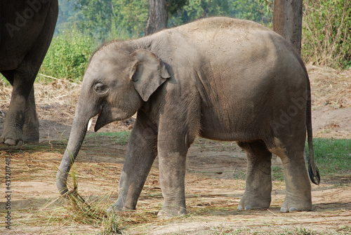 Elephant in Chitwan national park, Nepal