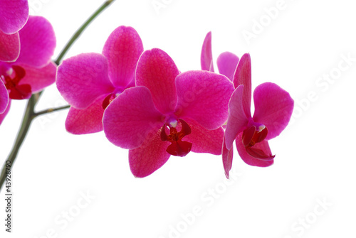 Orchid isolated on white background © vitma