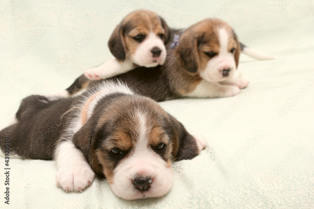 dogs puppies beagle dogs puppies beagle