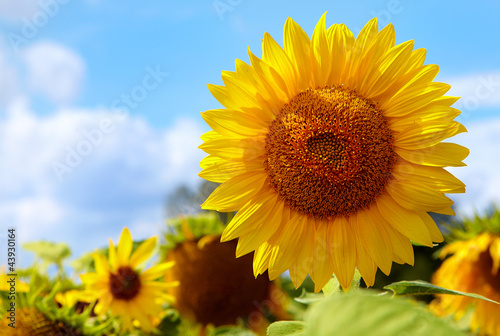 Close-up of sun flower against a blue sky