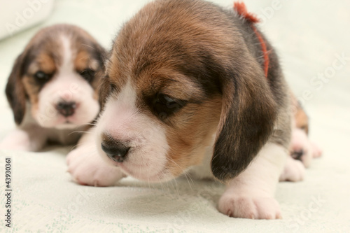 Fototapeta Naklejka Na Ścianę i Meble -  dogs puppies beagle