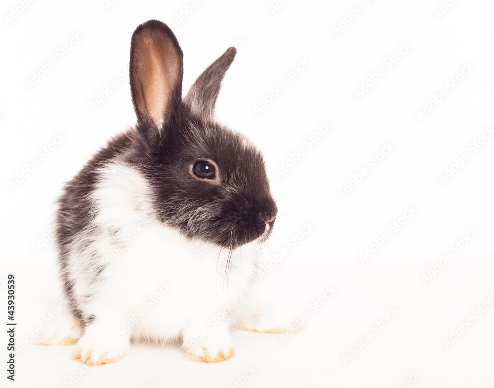 Rabbit isolated on a white background Rabbit isolated on a white background