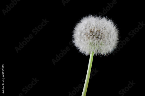 Dandelion seeds on black