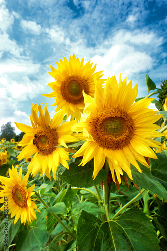 Sunflower field.