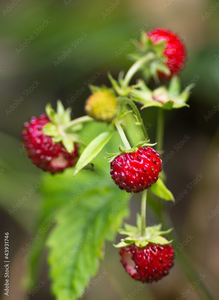 Plants of red ripe wild strawberry in summer.