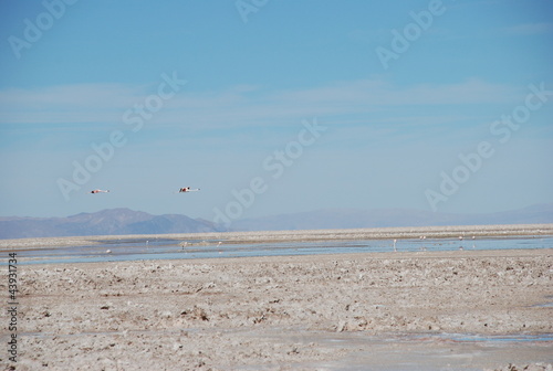 Flamingos in Salt Flats, Chile