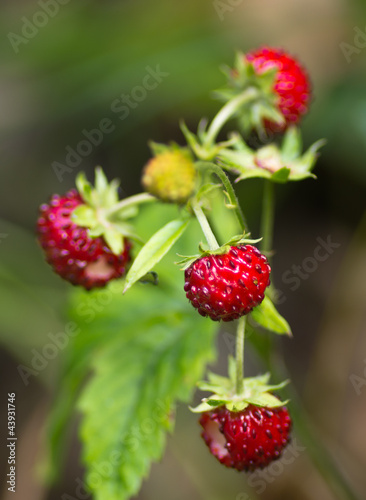 Plants of red ripe wild strawberry in summer.
