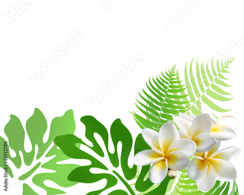 プルメリア モンステラ Stock イラスト Adobe Stock