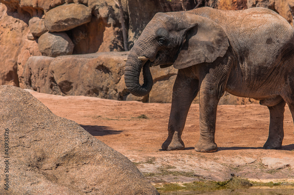 Obraz premium elefante