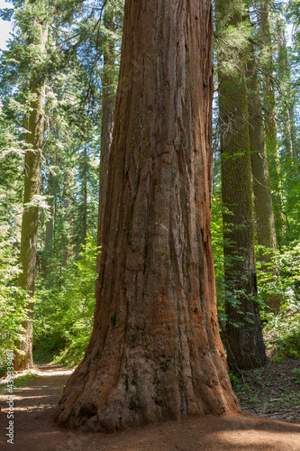 Yosemite National Park - Mariposa Grove Redwoods #43933948