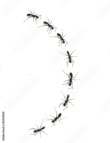 ant in line
