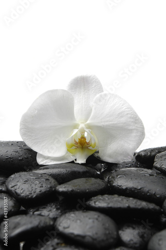Macro of white orchid and spa stones