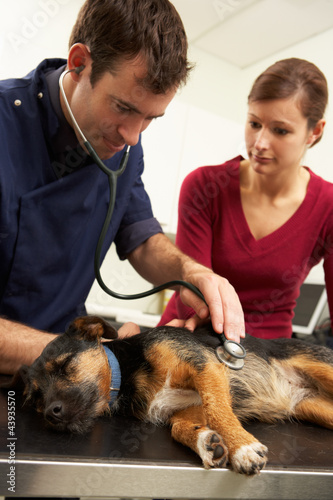 Male Veterinary Surgeon Examining Anaesthetised Dog In Surgery photo