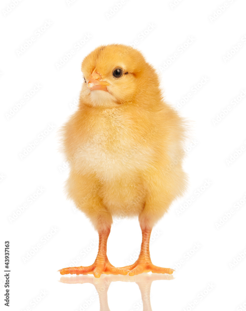 Obraz premium Little chicken