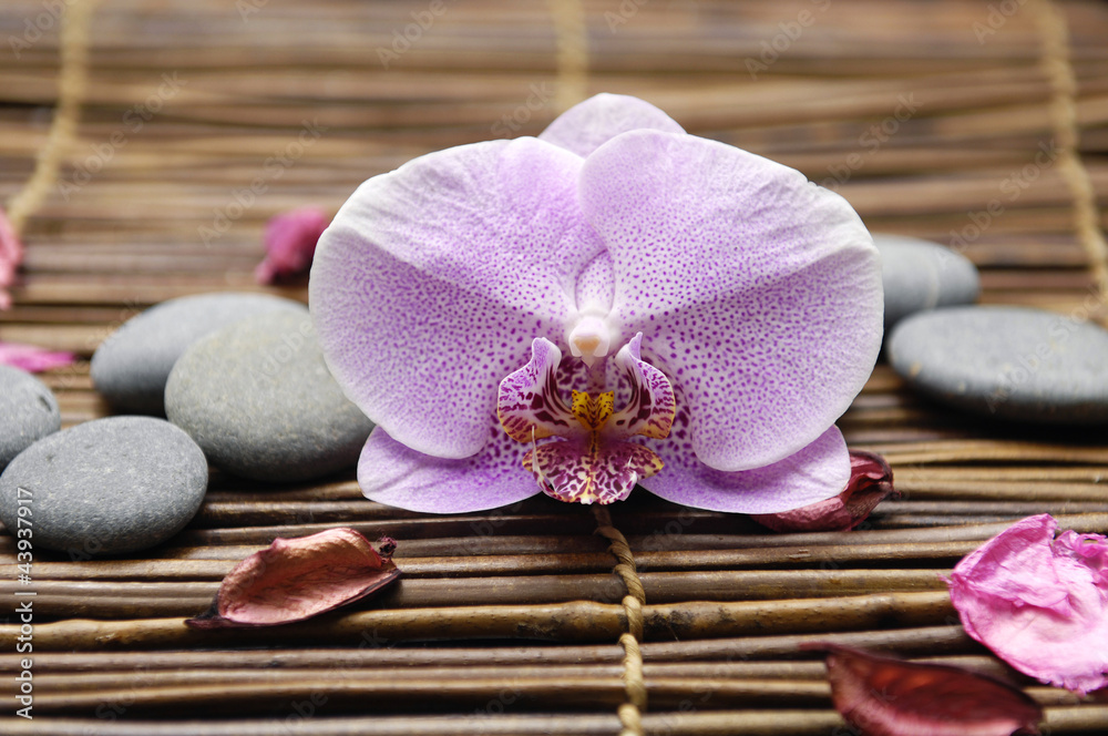 Beautiful orchid with flower dried petals and pebbles on mat Beautiful orchid with flower dried petals and pebbles on mat