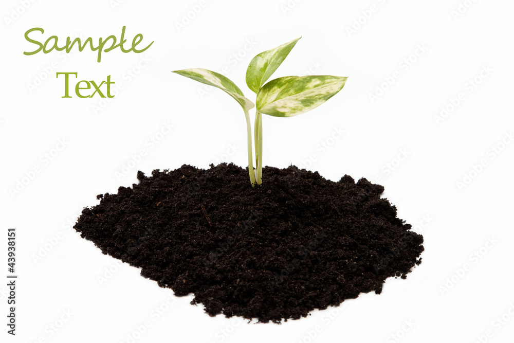 Green sprout from the earth on a white background. Green sprout from the earth on a white background.