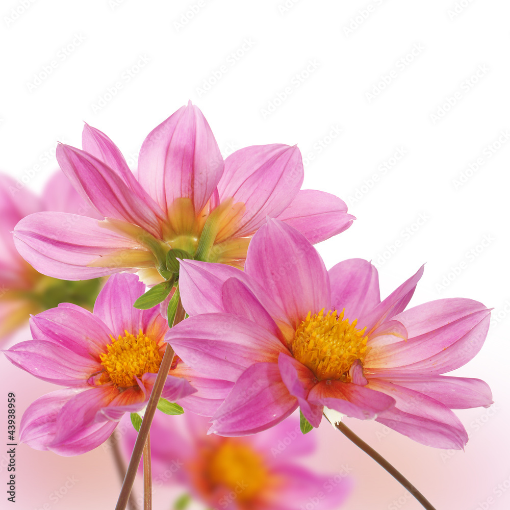 The pink beautiful decorative flowers