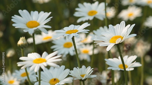 Spring meadow with daisies.