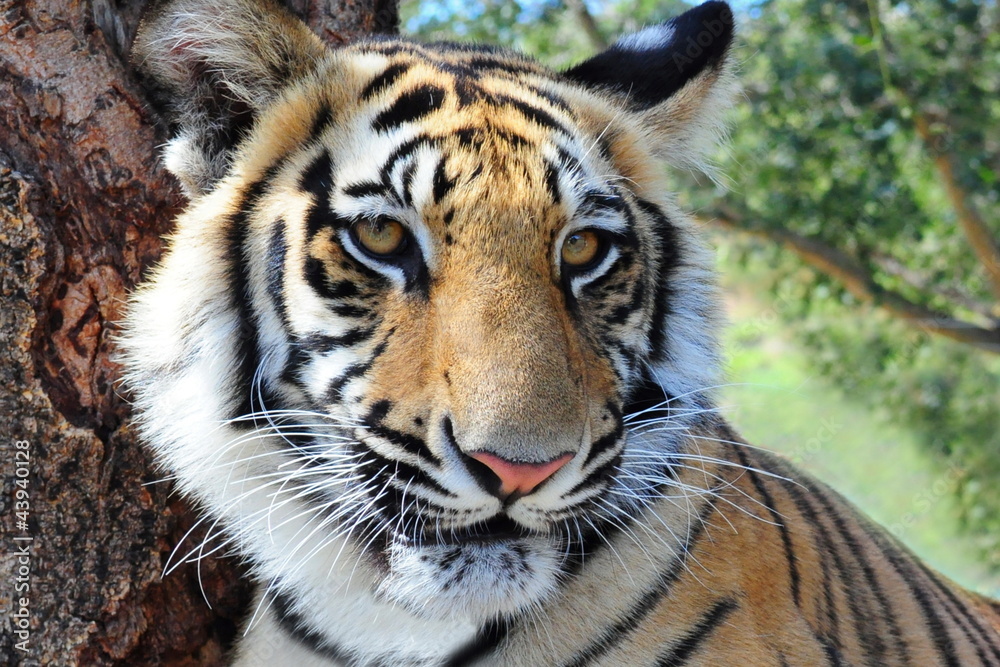 Fototapeta premium tiger