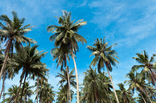 Palm trees