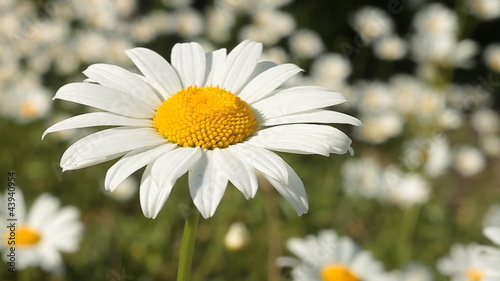 Daisies in the Grass