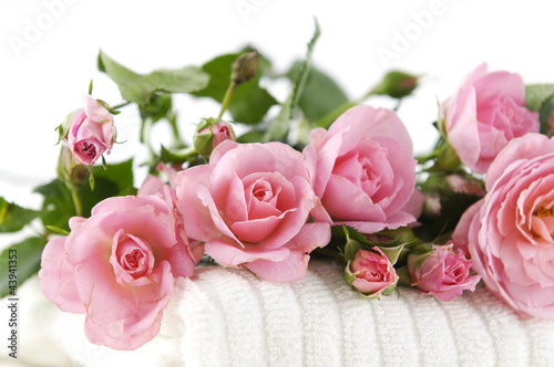 pink rose on soft towel background