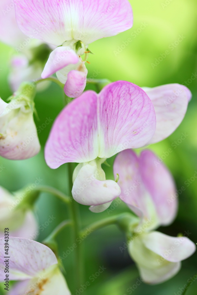Obraz premium everlasting sweet pea