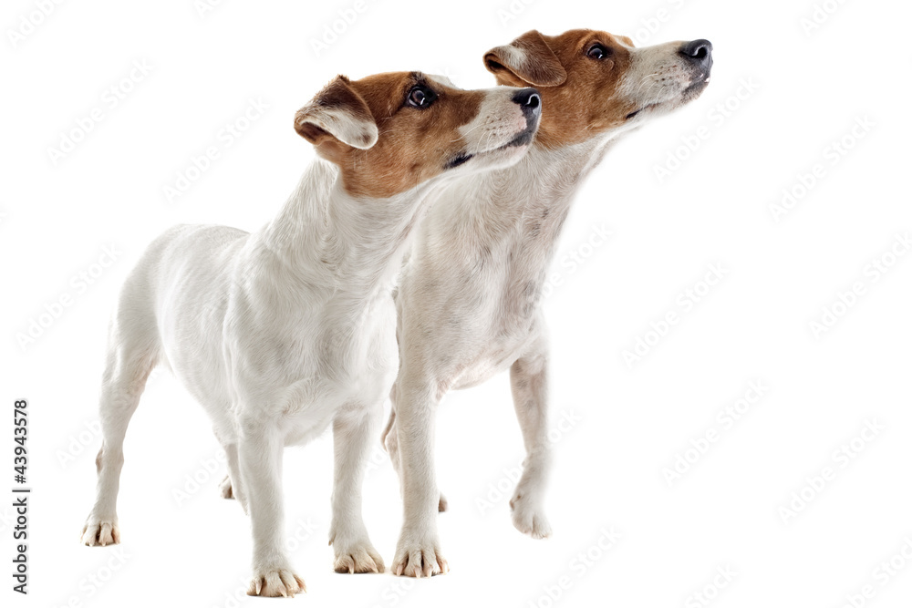 two jack russel terrier