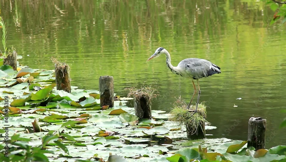 heron heron