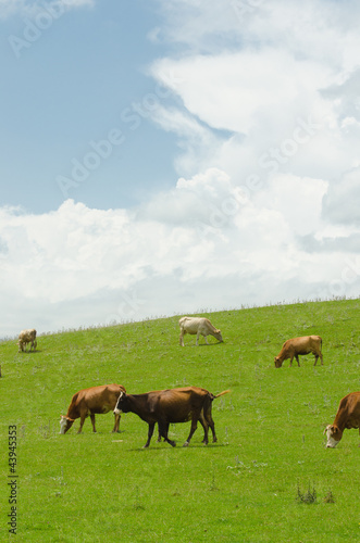 Cows grazing on the green field