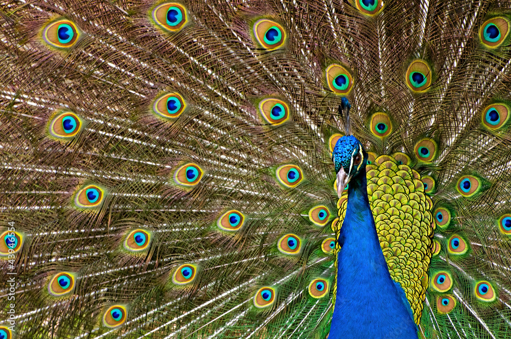 Fototapeta premium Peacock