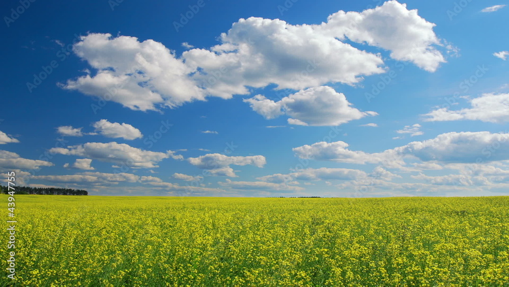 Field of yellow oilseed rape, summertime Field of yellow oilseed rape, summertime