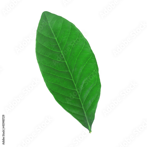 green leaf on white background