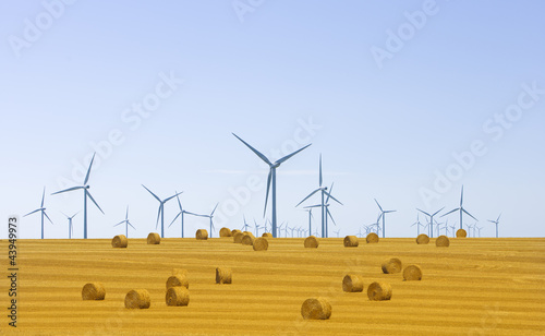 Windpark über Getreidefeld