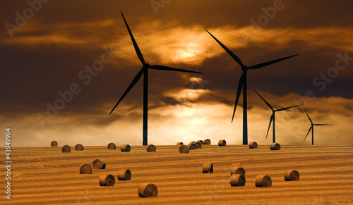 Windräder über Getreidefeld