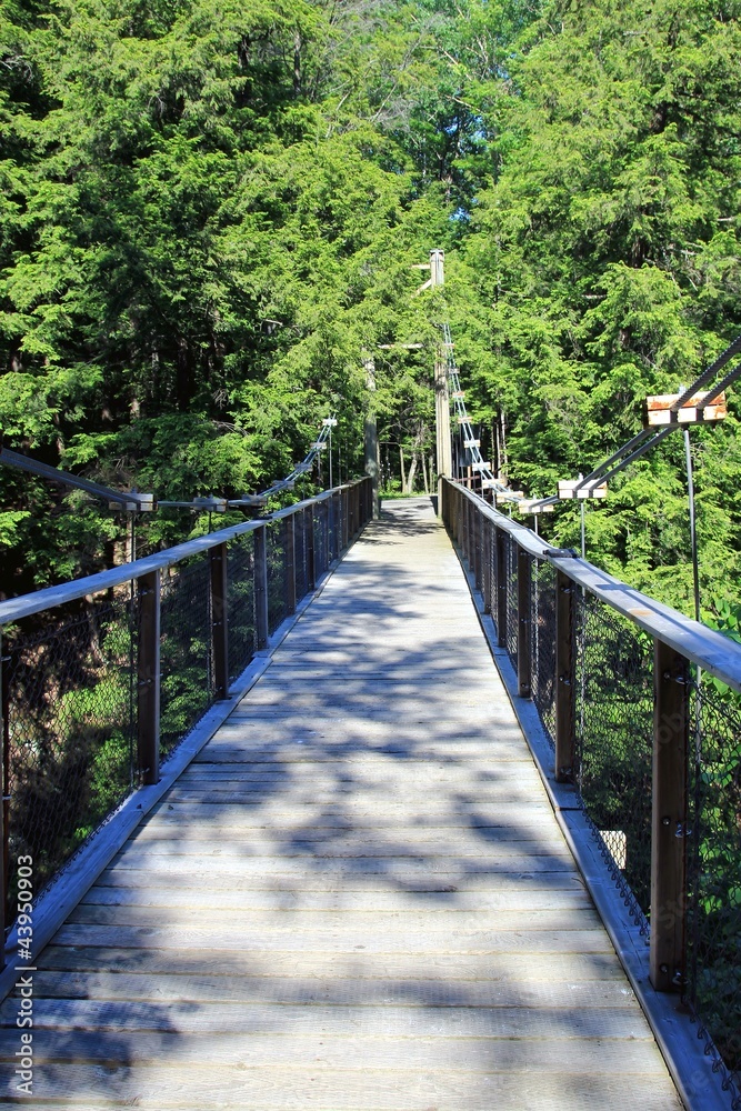 Pont suspendu en forêt Pont suspendu en forêt