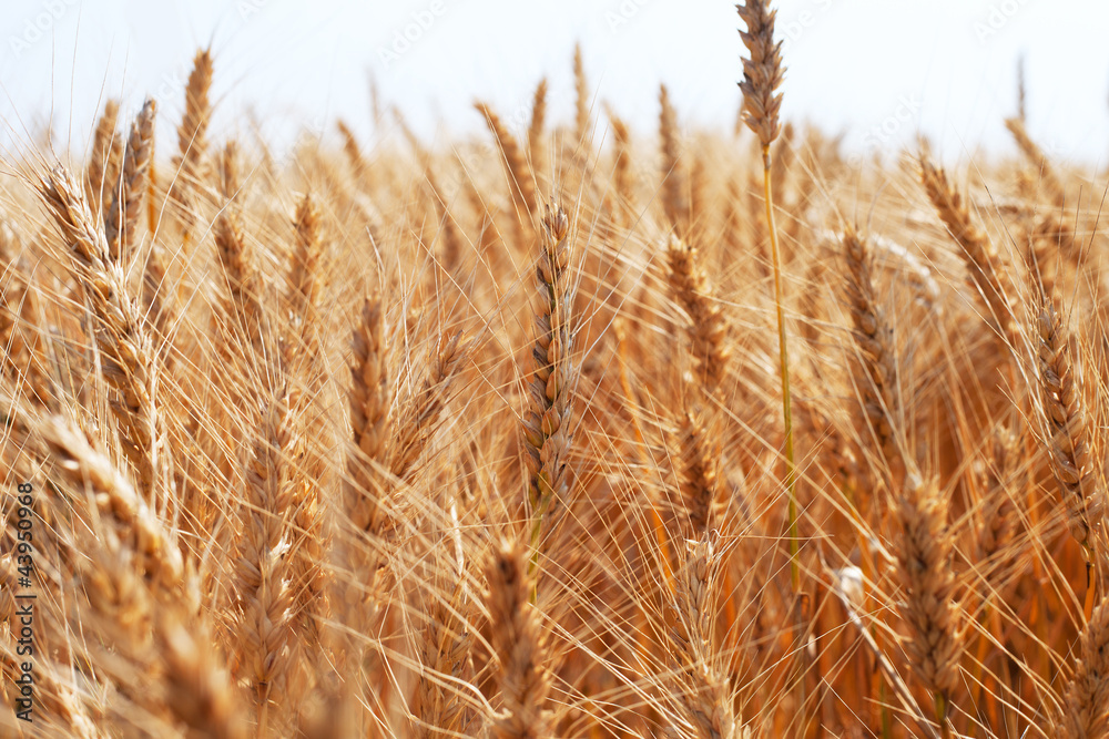Fototapeta premium Jęczmień.