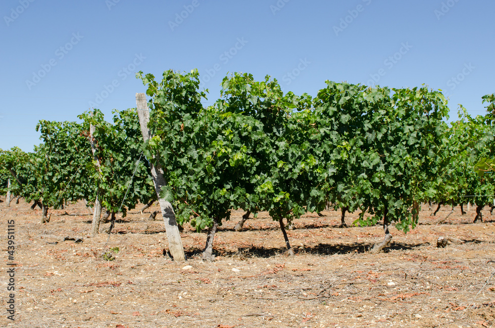 Vignoble du Quercy