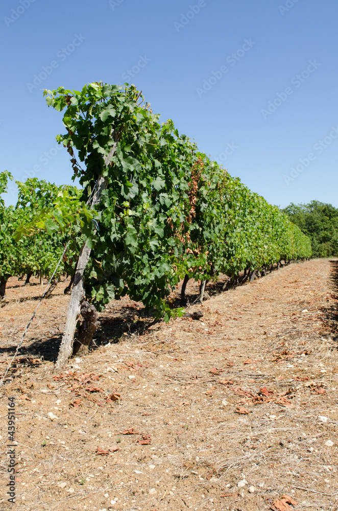 Vignoble du Quercy