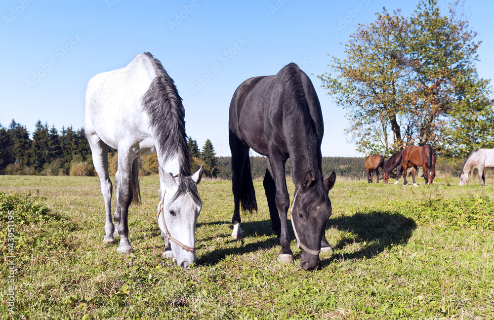 Obraz premium Horses