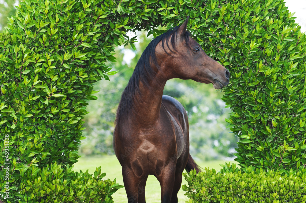 Arabian Horse in park