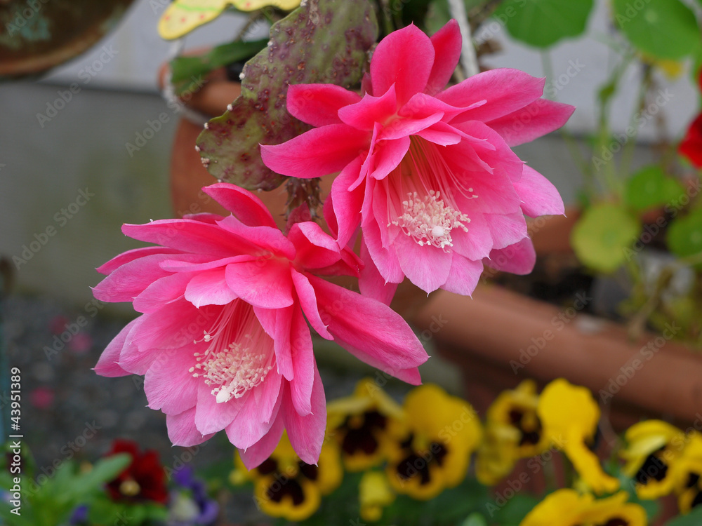 rosa Blüte Epiphyllum Kaktus Stock Photo | Adobe Stock