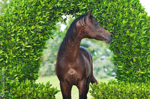 Obraz na płótnie Arabian Horse in park w salonie