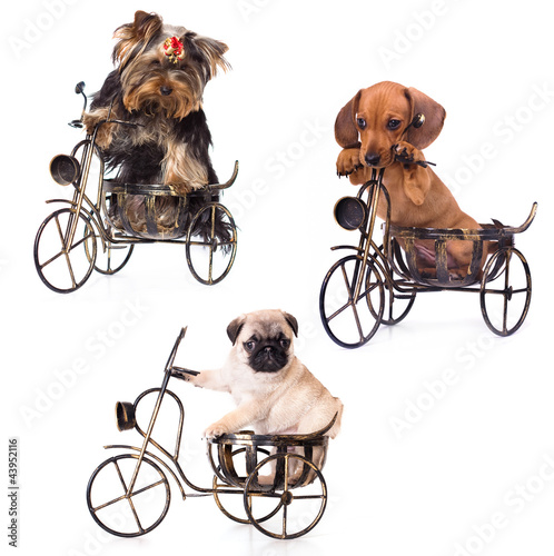 Fototapeta Naklejka Na Ścianę i Meble -  Puppies on a bicycle yrkshirsky Terrier, Dachshund, Pug