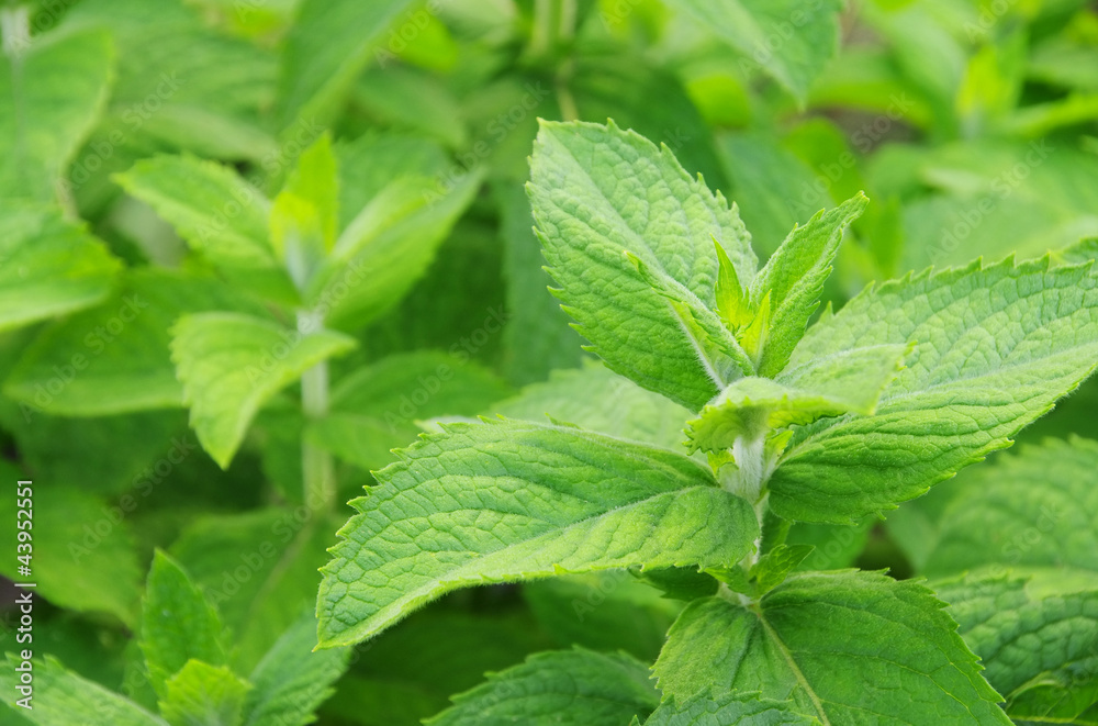 Apfelminze - Mentha villosa 01 Apfelminze - Mentha villosa 01