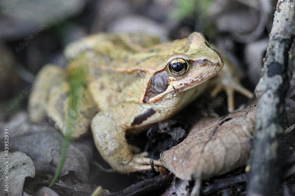 Obraz premium Grasfrosch