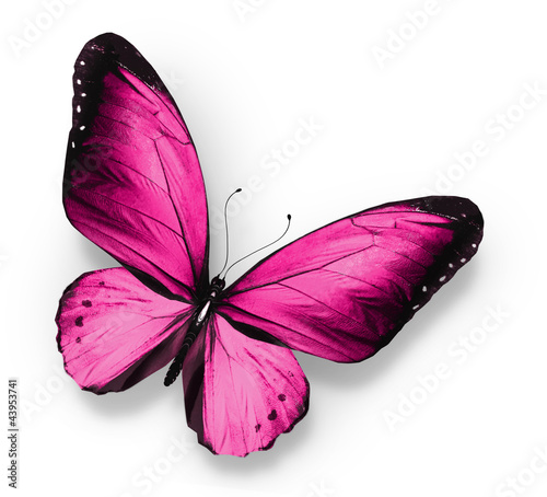 Pink butterfly , isolated on white